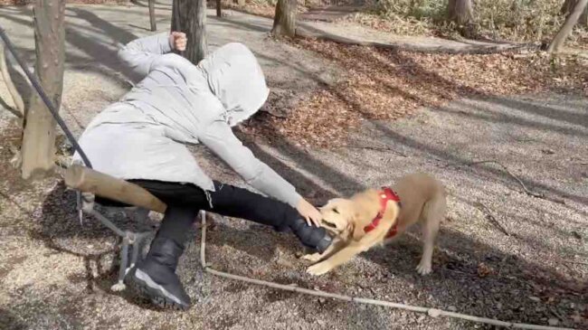 ゴールデンレトリーバー,動画