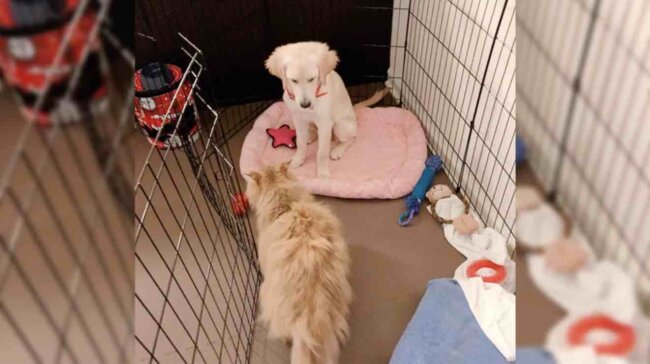 ゴールデンレトリーバー,動画