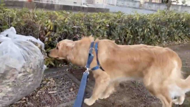 ゴールデンレトリーバー,動画