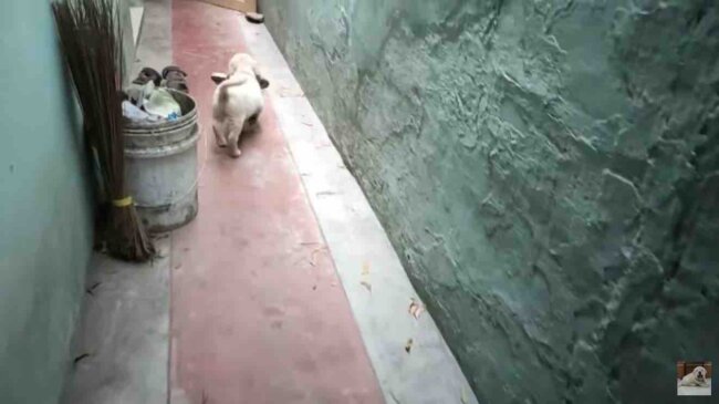 ラブラドールレトリーバー,動画