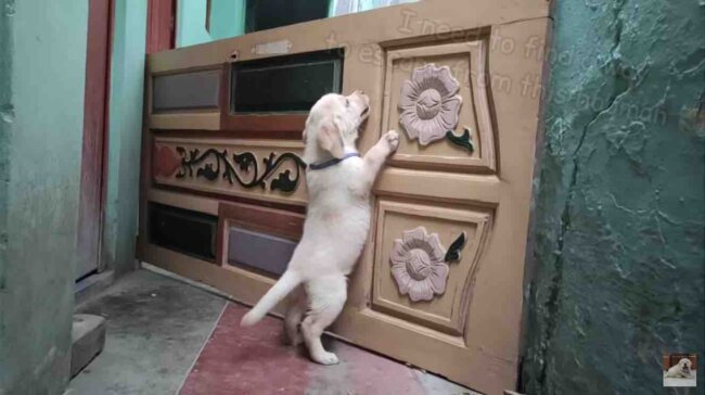 ラブラドールレトリーバー,動画