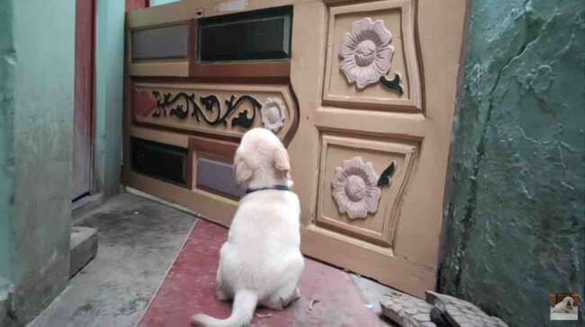 ラブラドールレトリーバー,動画