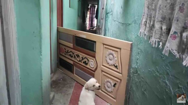 ラブラドールレトリーバー,動画