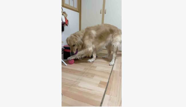 ゴールデンレトリーバー,動画