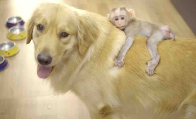 ゴールデンレトリーバー,動画