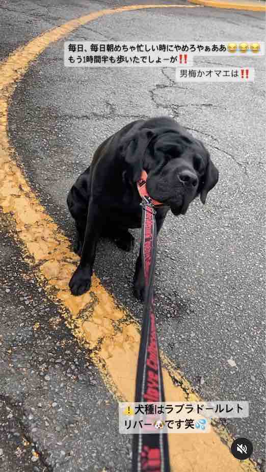 ラブラドールレトリーバー,動画