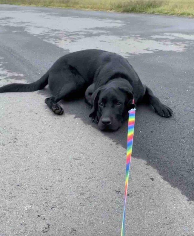 ラブラドールレトリーバー,動画