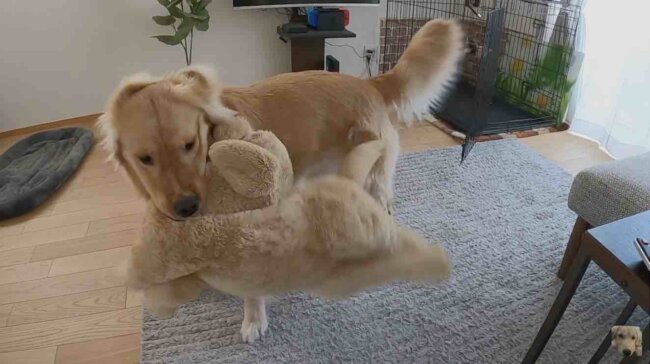ゴールデンレトリーバー,動画