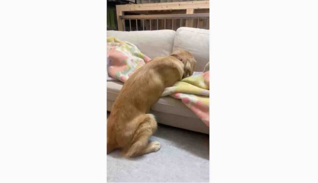 ゴールデンレトリーバー,動画