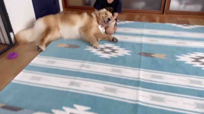 ゴールデンレトリーバー,動画