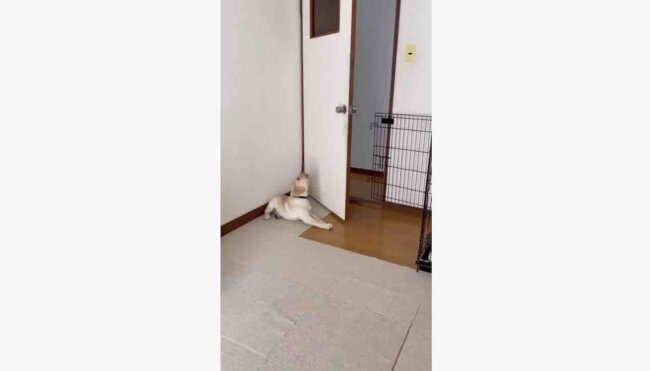 ラブラドールレトリーバー,動画