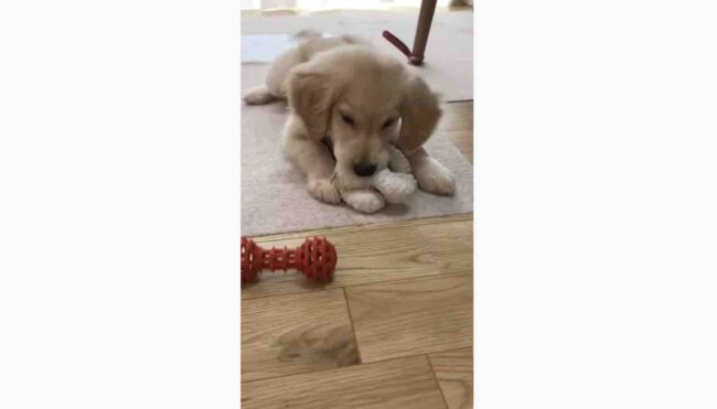 ゴールデンレトリーバー,動画