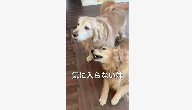 ゴールデンレトリーバー,動画