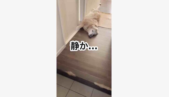 ゴールデンレトリーバー,動画