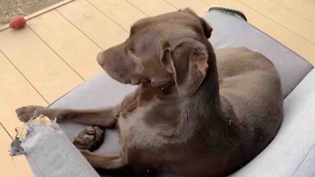 ラブラドールレトリーバー,動画