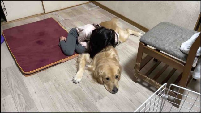 ゴールデンレトリーバー,動画