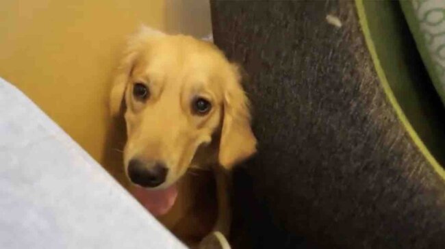 ゴールデンレトリーバー,動画