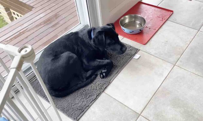 ラブラドールレトリーバー,動画