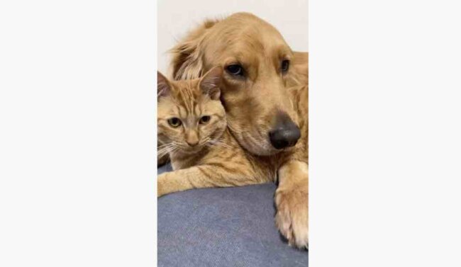 ゴールデンレトリーバー,動画