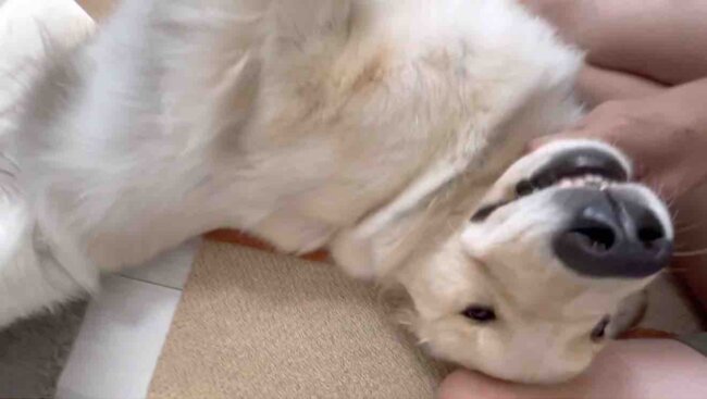 ゴールデンレトリーバー,動画