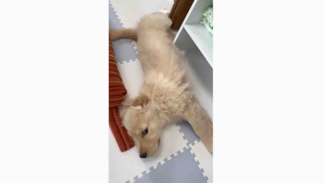 ゴールデンレトリーバー,動画