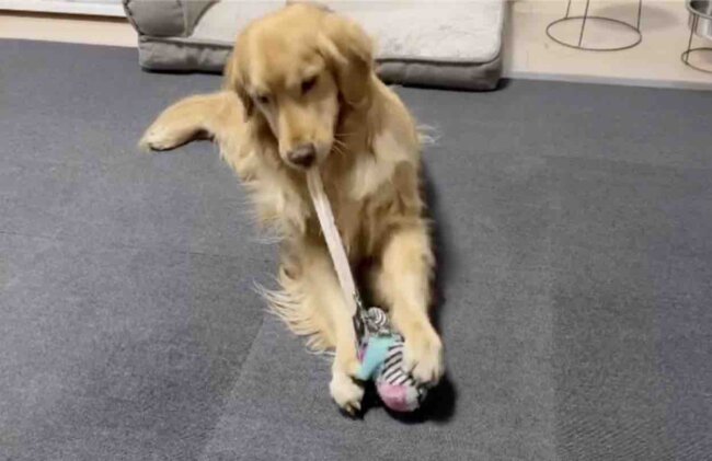 ゴールデンレトリーバー,動画