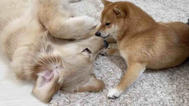 ゴールデンレトリーバー,動画