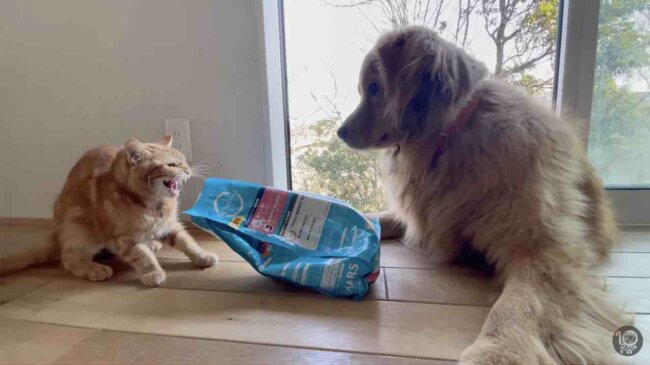 ゴールデンレトリーバー,動画