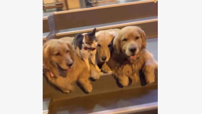 ゴールデンレトリーバー,動画