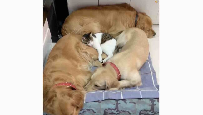 ゴールデンレトリーバー,動画