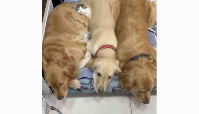 ゴールデンレトリーバー,動画