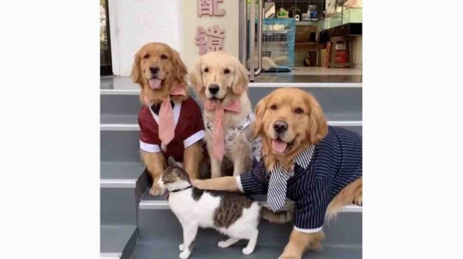 ゴールデンレトリーバー,動画