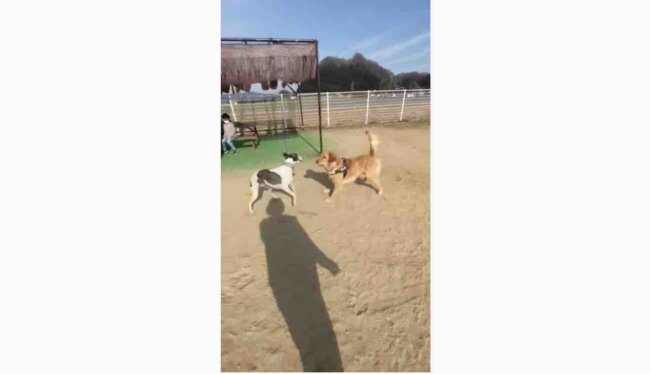 ゴールデンレトリーバー,動画