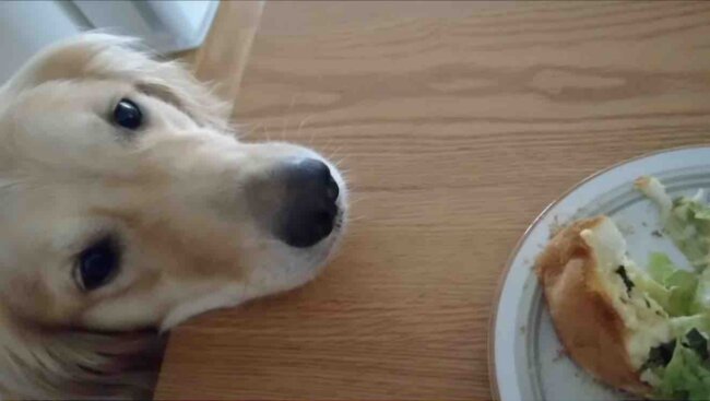 ゴールデンレトリーバー,動画