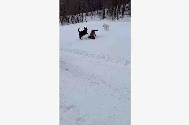 ラブラドールレトリーバー,動画