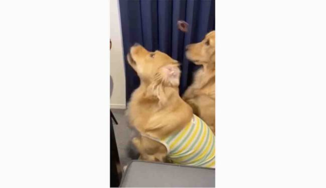 ゴールデンレトリーバー,動画