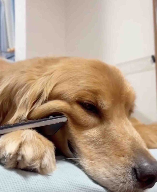 ゴールデンレトリーバー,動画