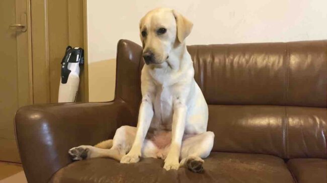 ラブラドールレトリーバー,動画