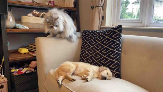 ゴールデンレトリーバー,動画