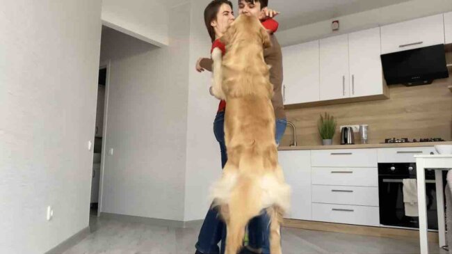 ゴールデンレトリーバー,動画