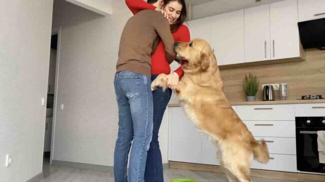 ゴールデンレトリーバー,動画