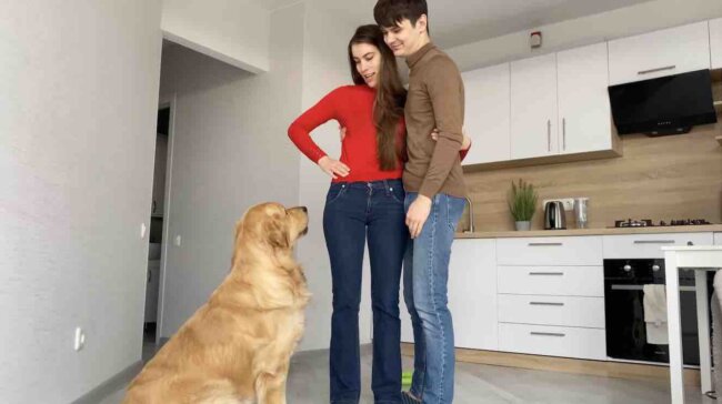 ゴールデンレトリーバー,動画