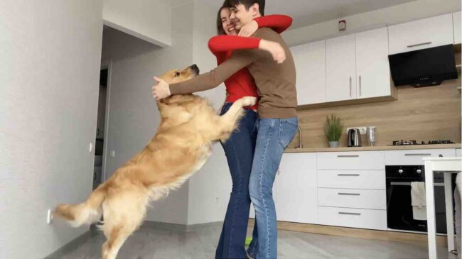 ゴールデンレトリーバー,動画