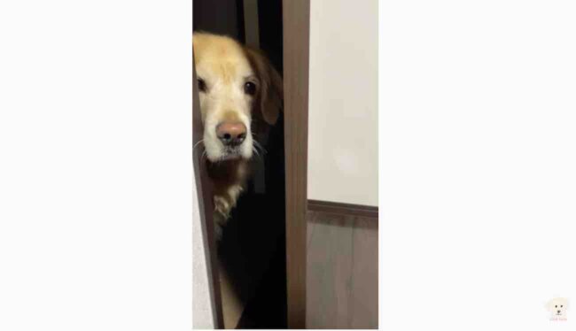 ゴールデンレトリーバー,動画