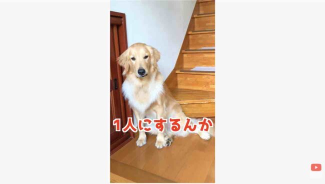 ゴールデンレトリーバー,動画