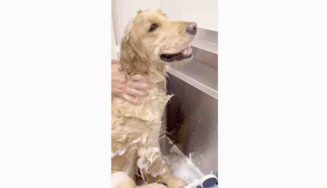 ゴールデンレトリーバー,動画