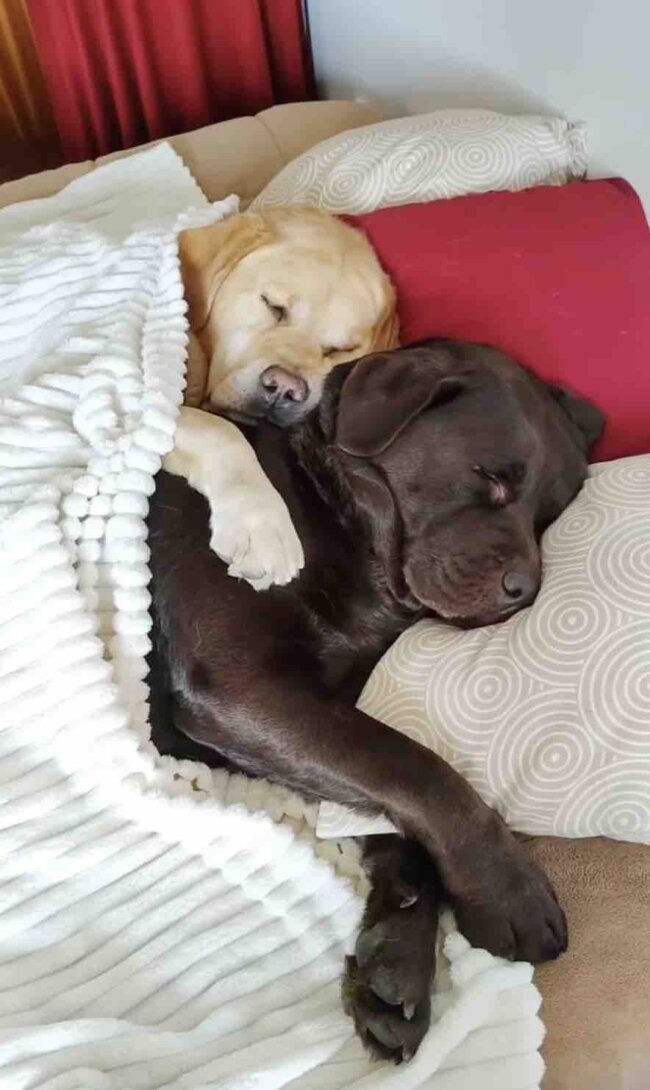 ラブラドールレトリーバー,動画