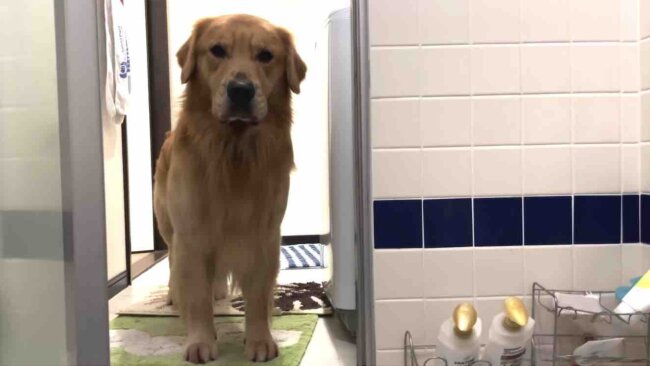 ゴールデンレトリーバー,動画