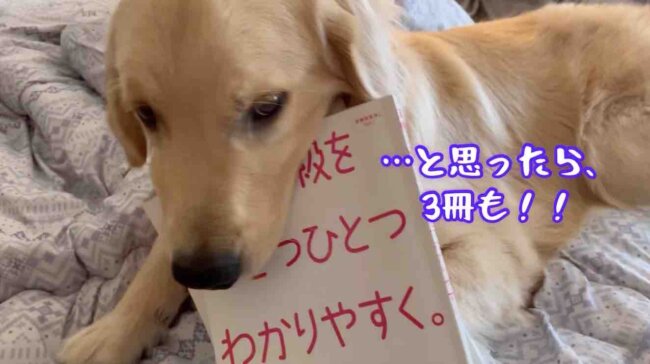 ゴールデンレトリーバー,動画