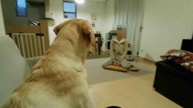 ラブラドールレトリーバー,動画